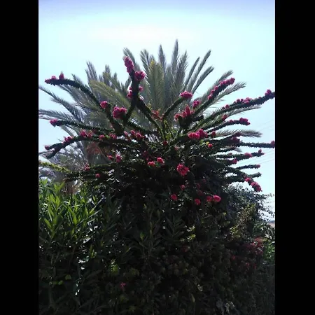Coral Garden *